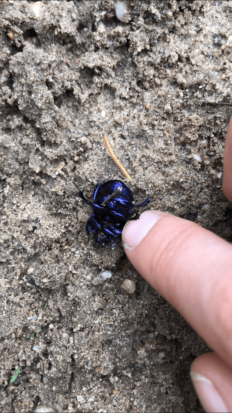 Aftrappen met de&nbsp;Mestkever