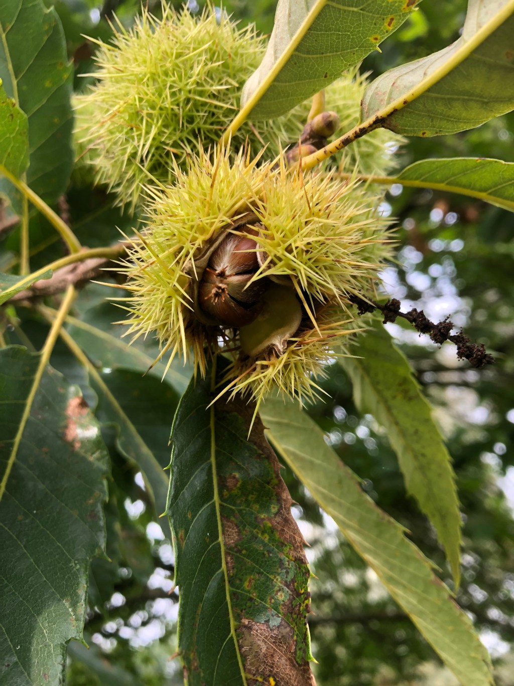 Tamme kastanjes voor het&nbsp;rapen